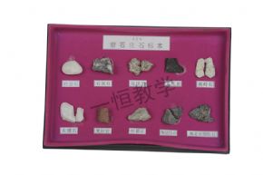 標(biāo)本巖石化石標(biāo)本