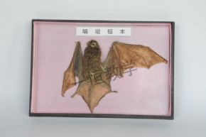 標(biāo)本蝙蝠標(biāo)本